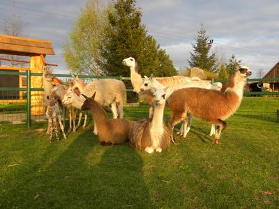 Apartmány na Farmě Wenet